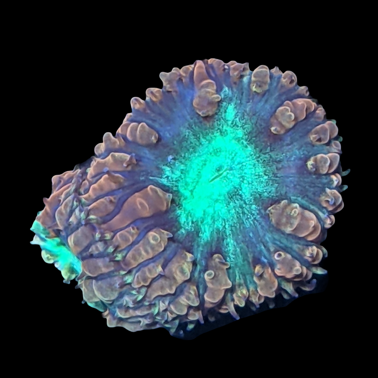 2 Head Red & Green Blastomussa