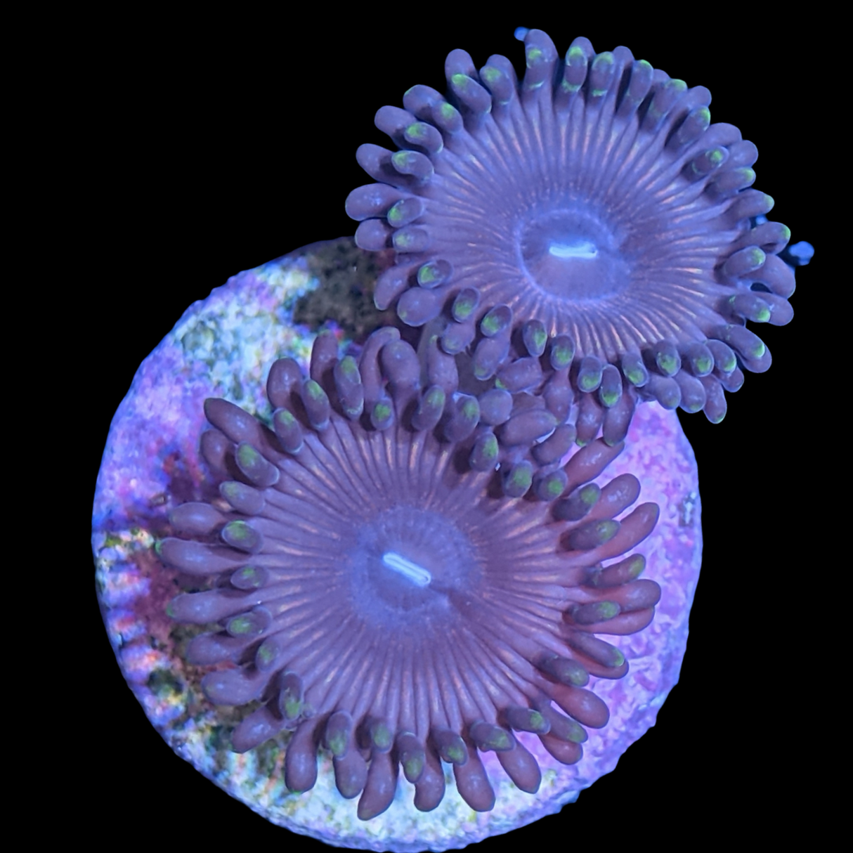 Zoa Frag