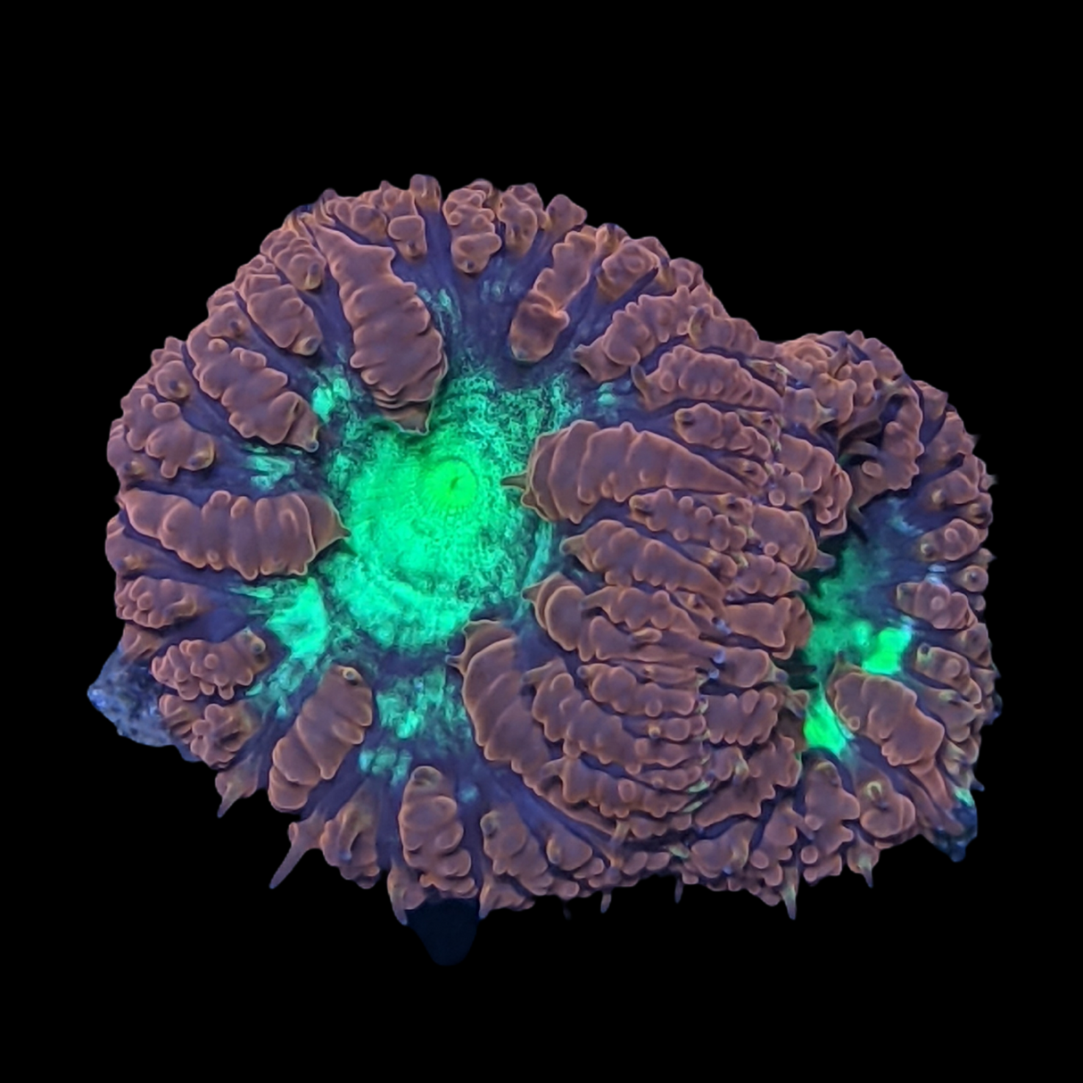 2 Head Red & Green Blastomussa