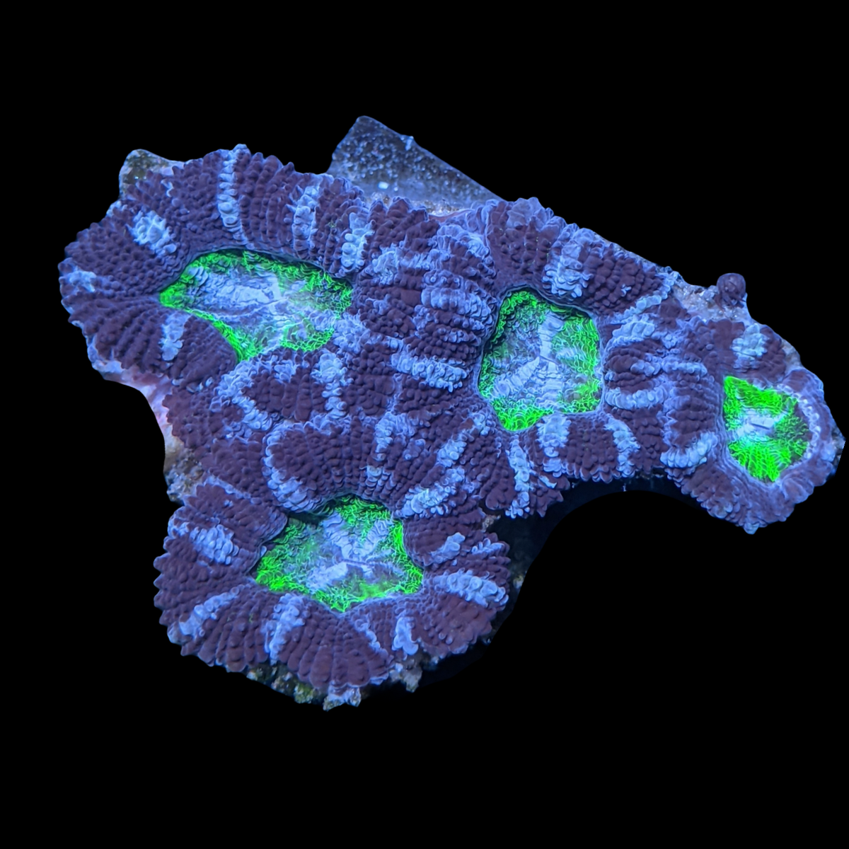 Acanthastrea Lordhowensi