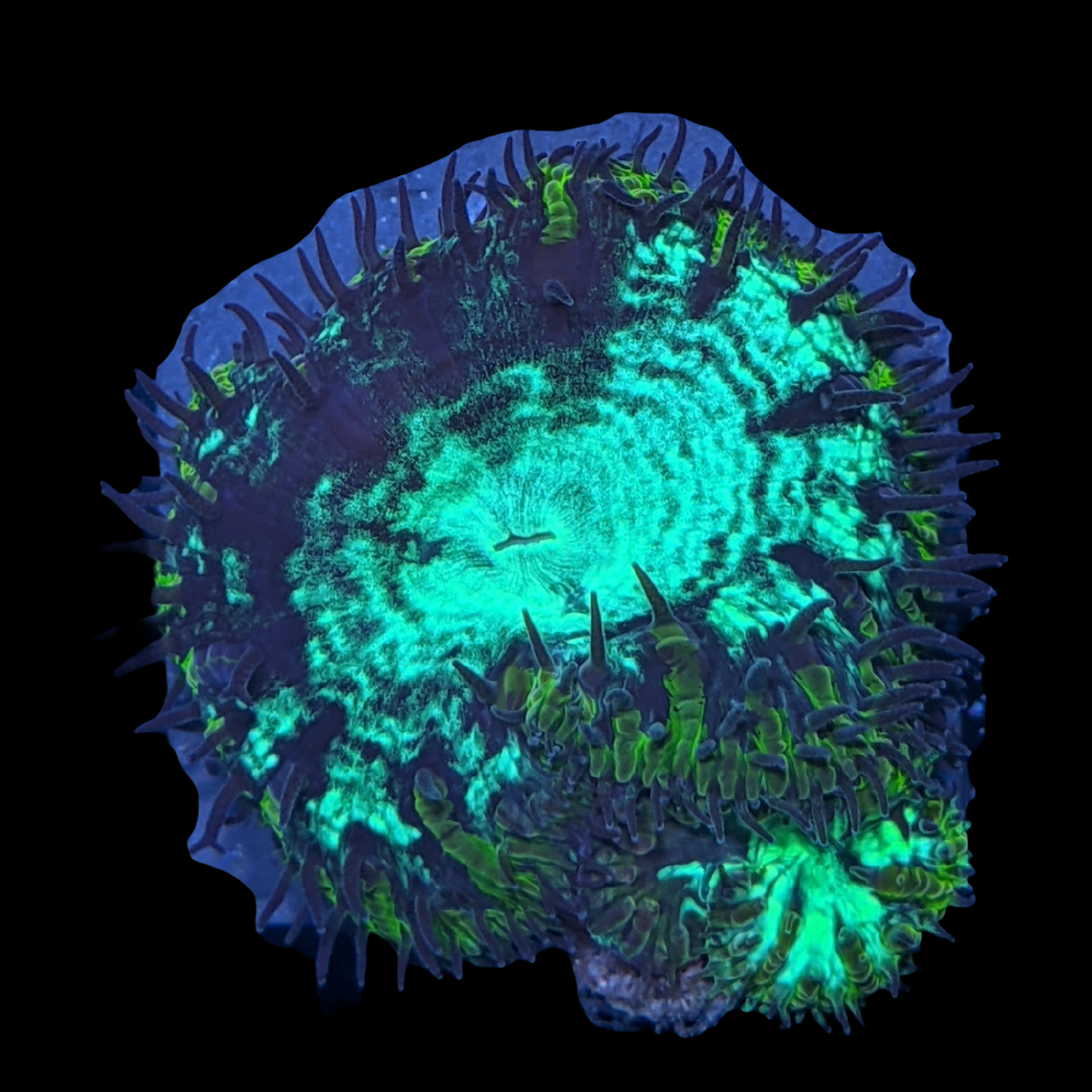 2 Head Gold Blastomussa