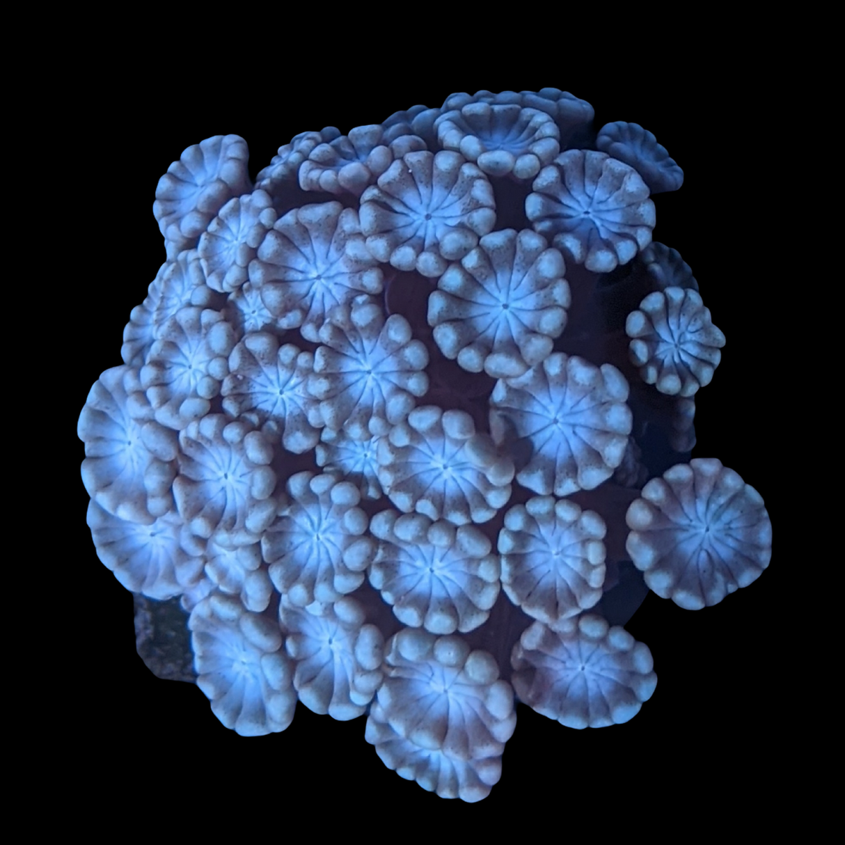 Blue Centre Pinky Green Alveopora