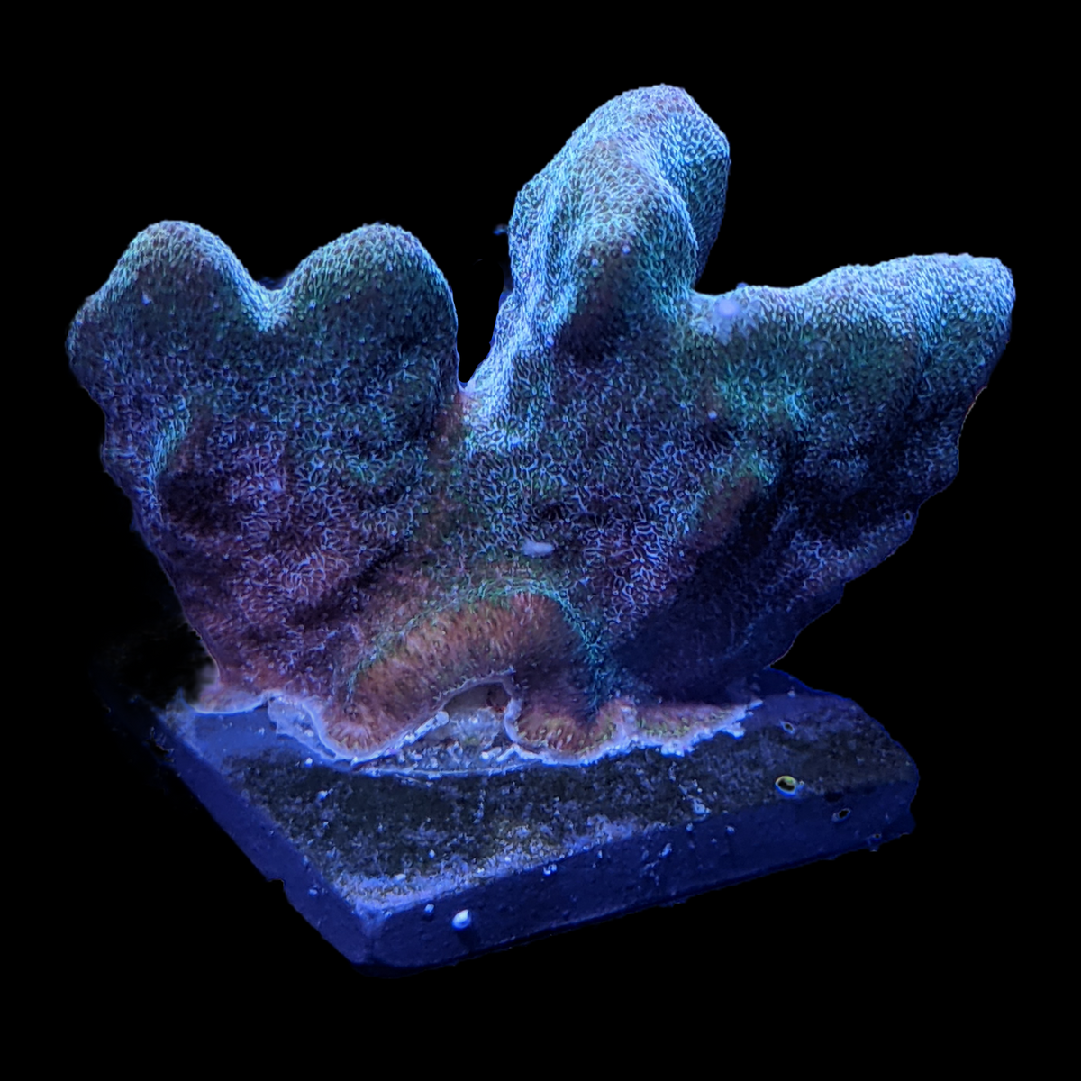 Dark Green Psammacora
