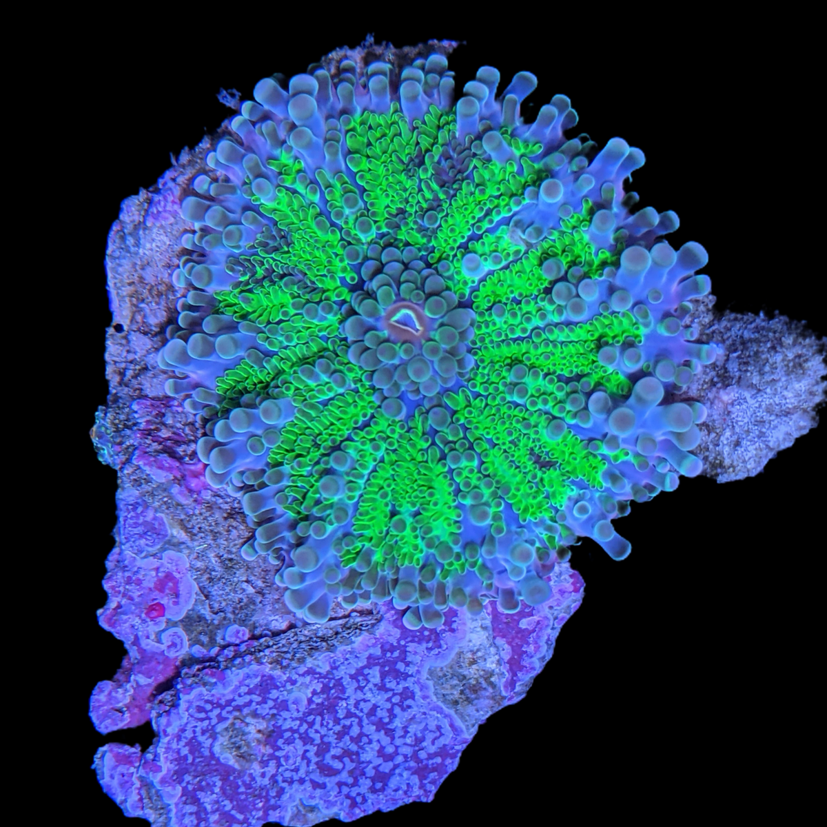 Australian Green Ricordea yuma Mushroom