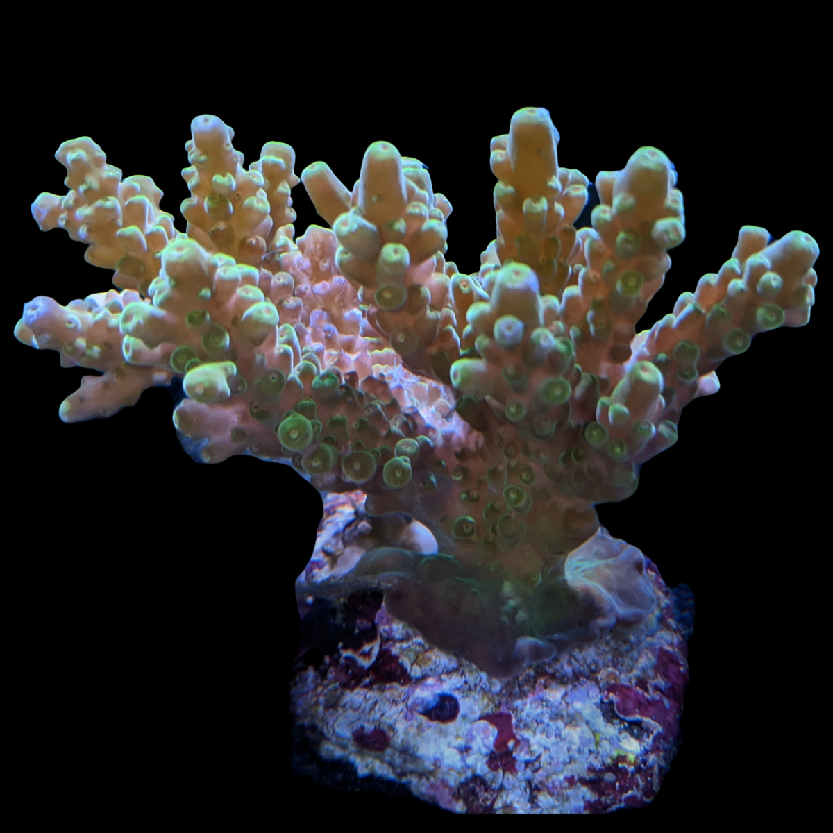 Indonesia Aquacultured Acropora (Collection Only)