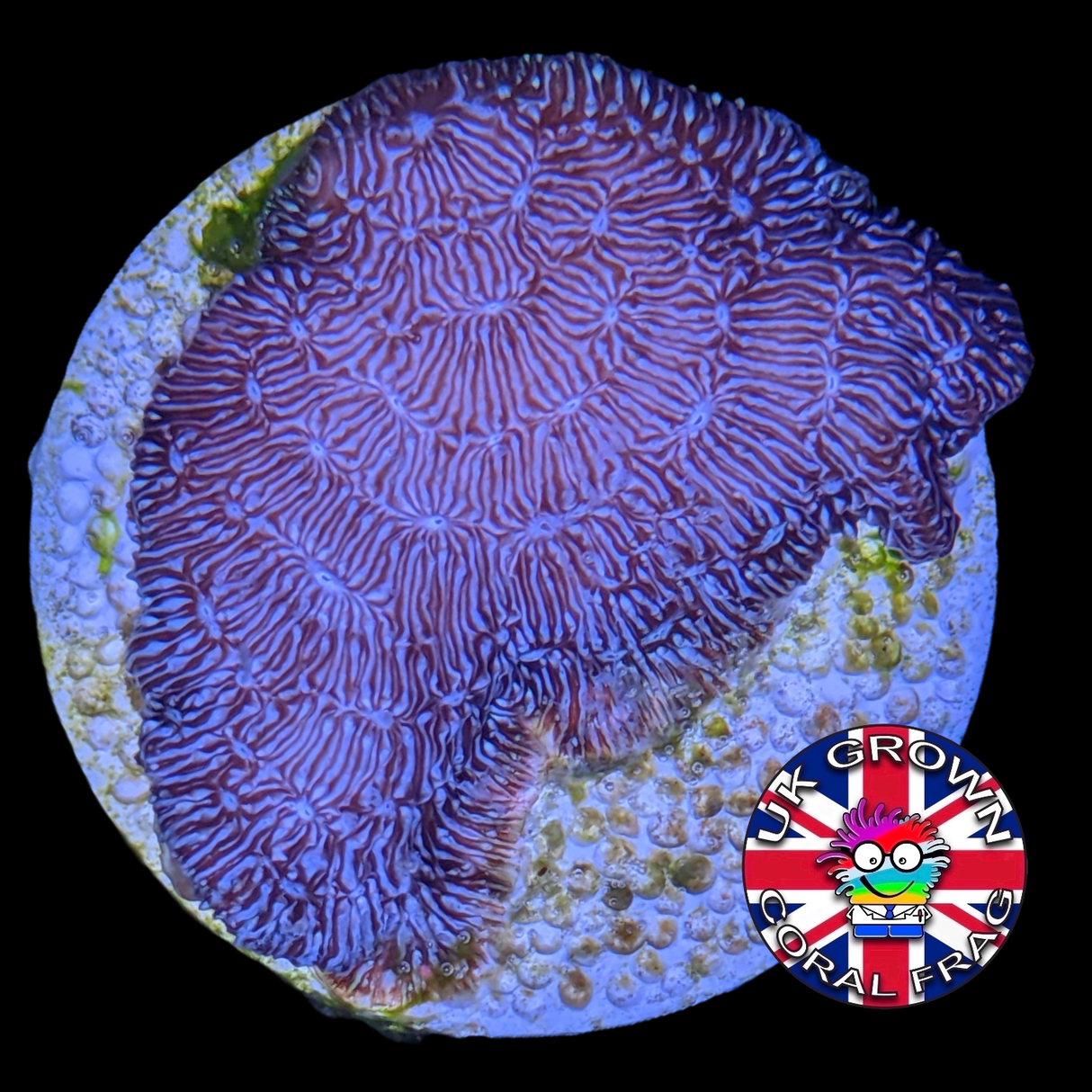 Deep Purple Pavona (UK Grown)