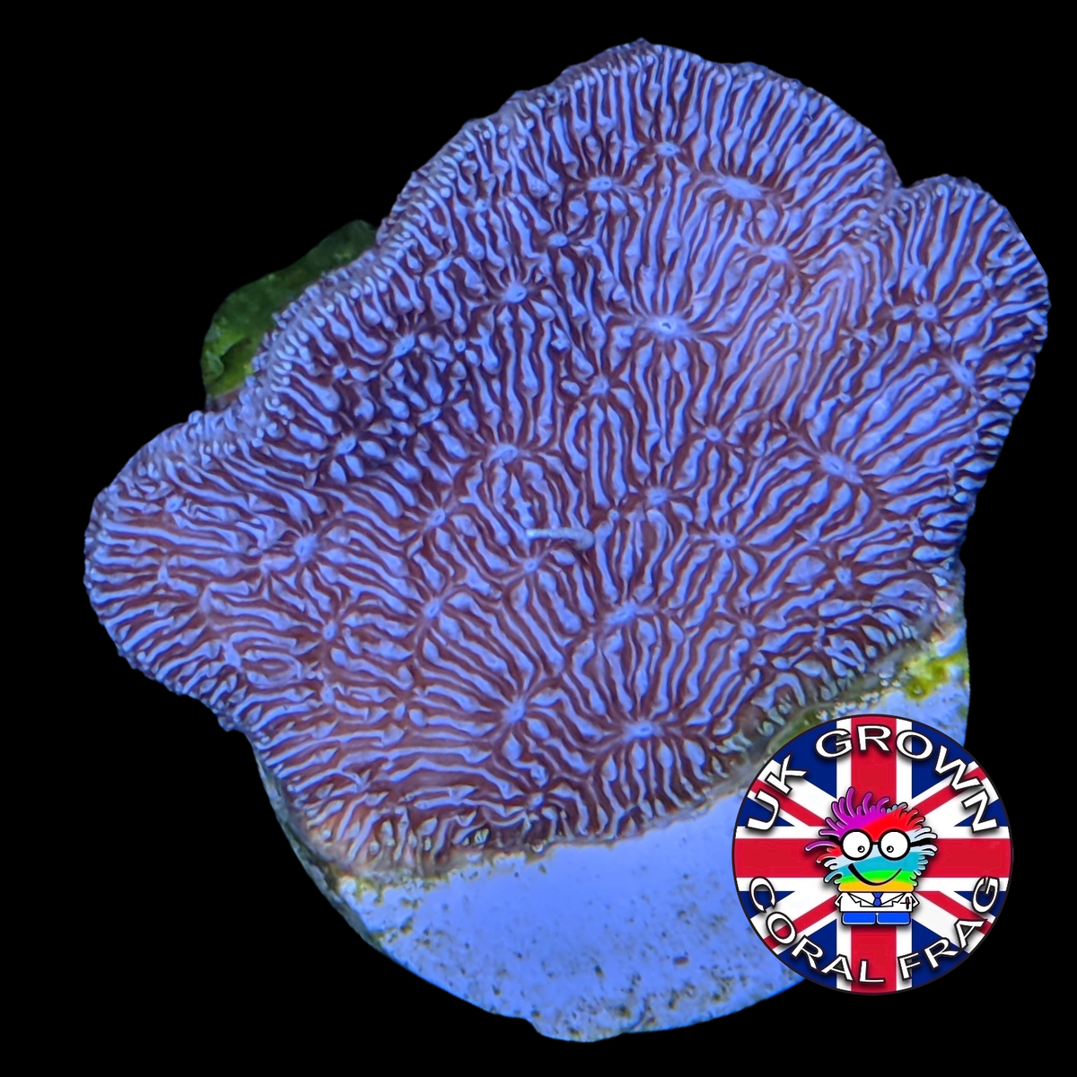 Deep Purple Pavona (UK Grown)