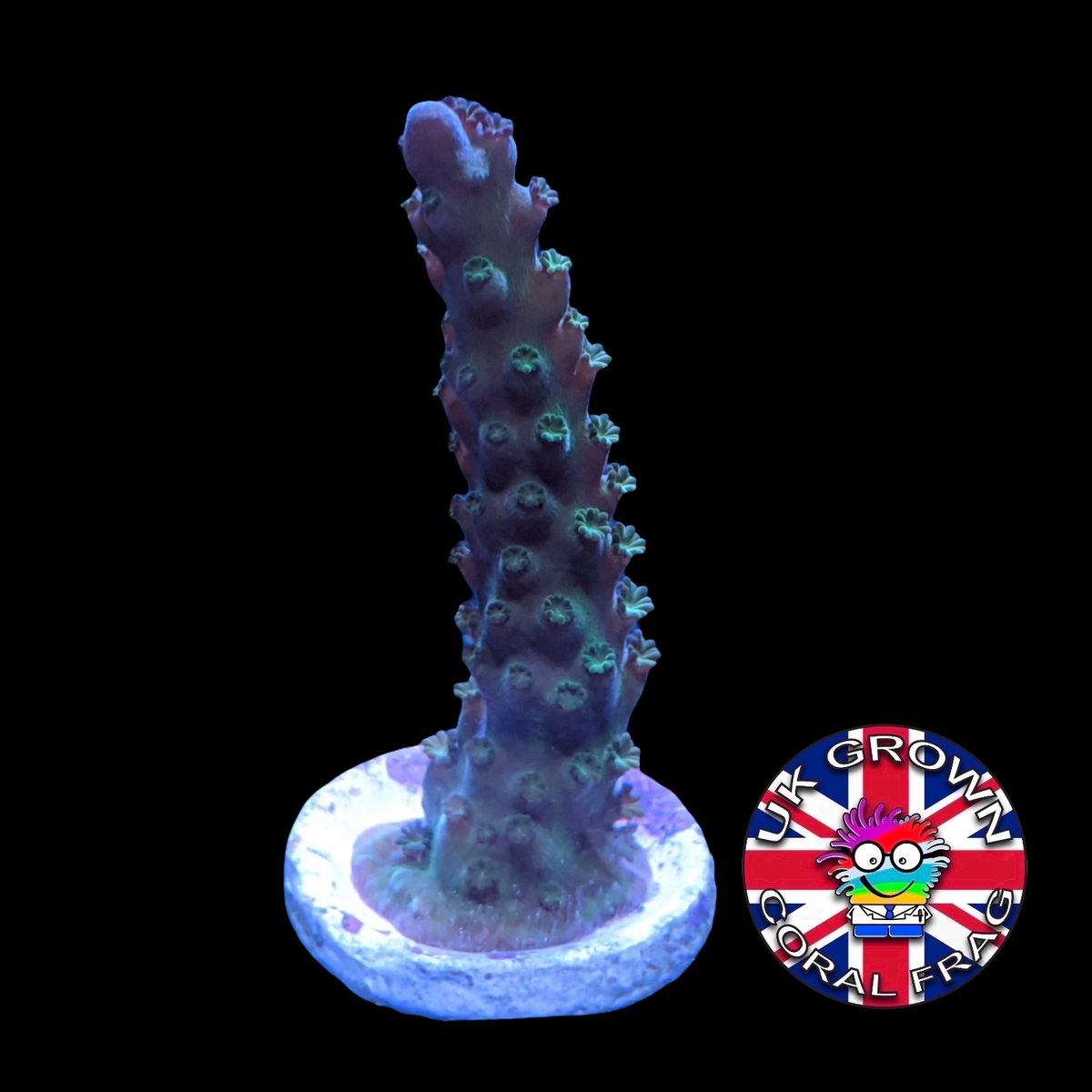 Acropora Frag (UK Grown)