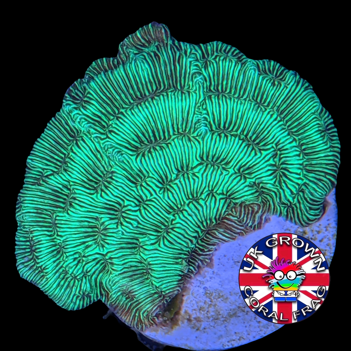 Metallic Green Pavona (UK Grown)