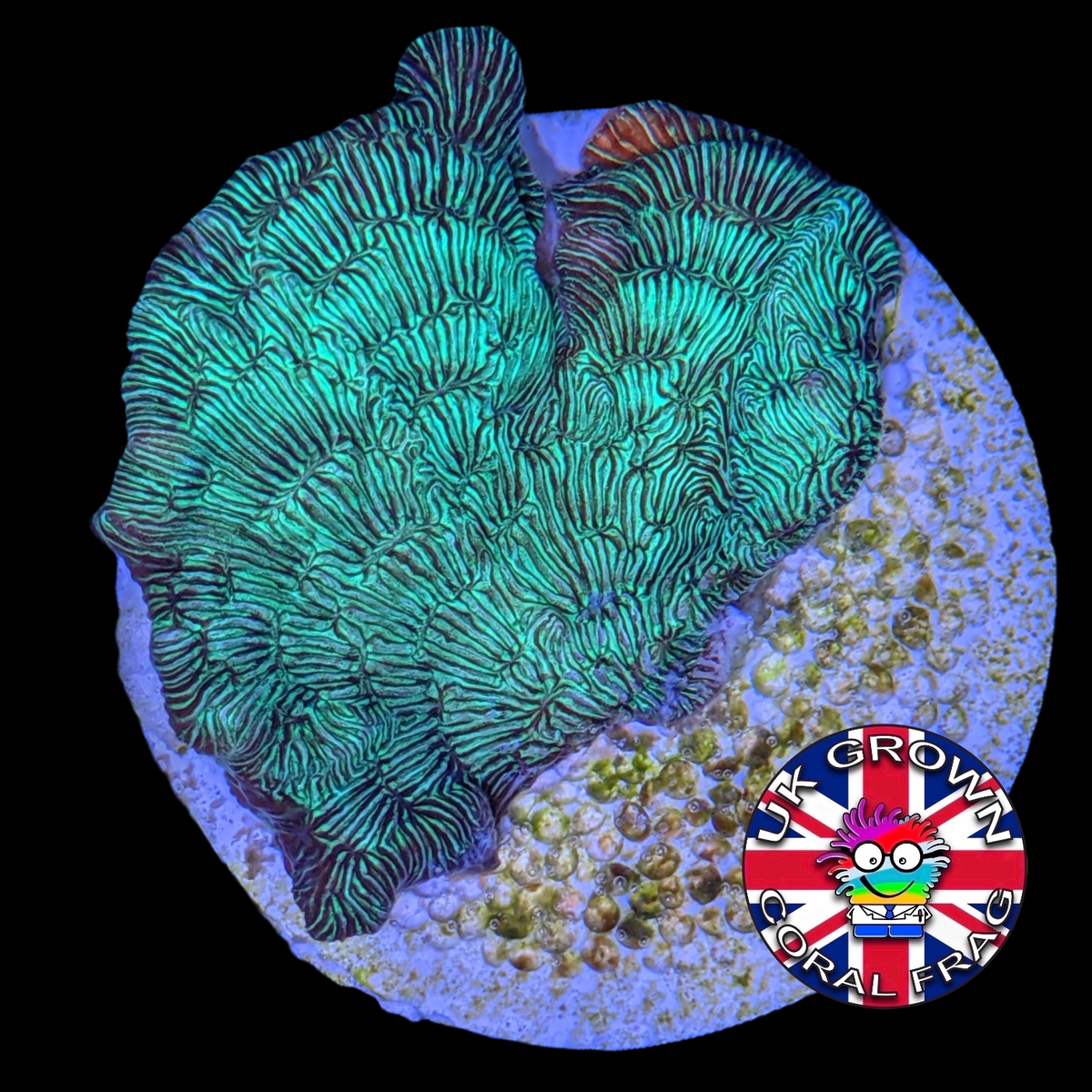 Metallic Green Pavona (UK Grown)