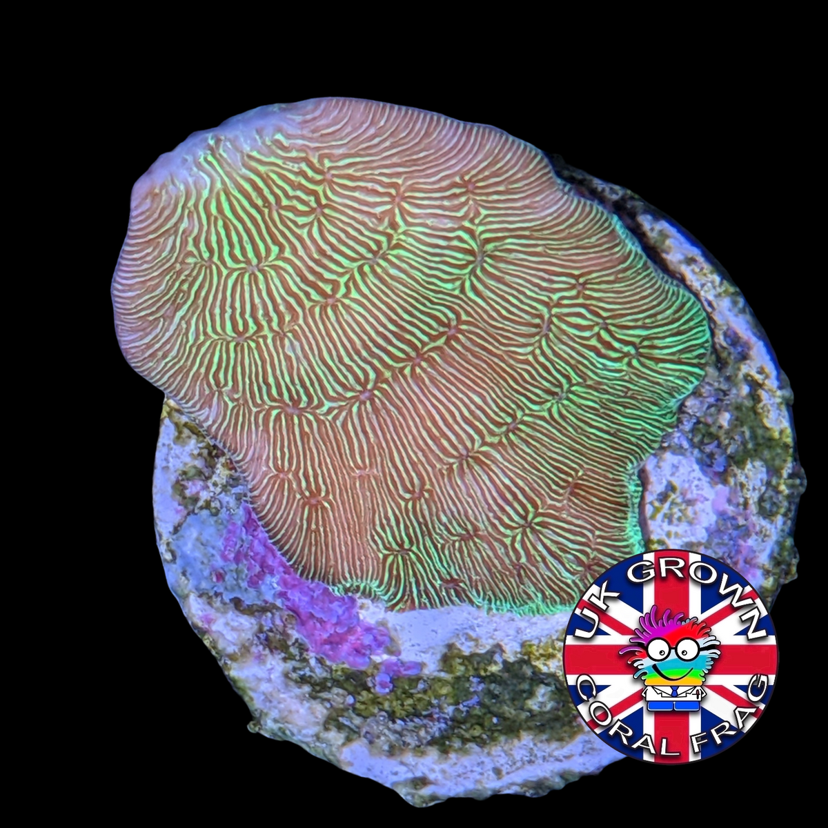 Metallic Green Pavona (UK Grown)