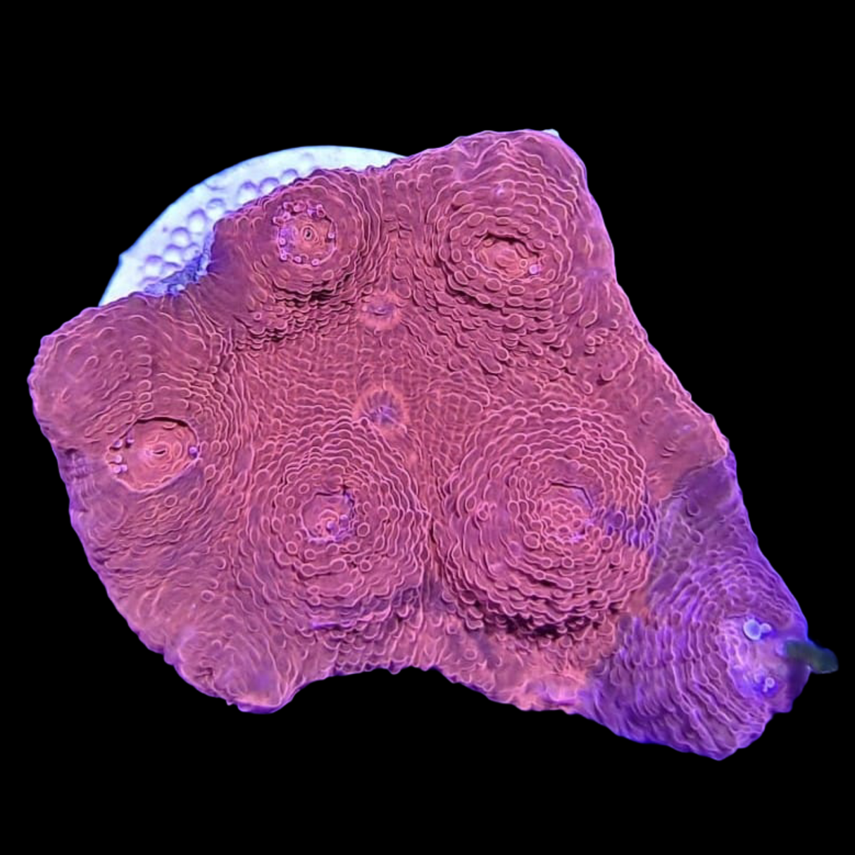 Red & Purple Chalice