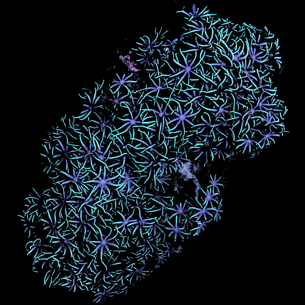 Star Polyps colony