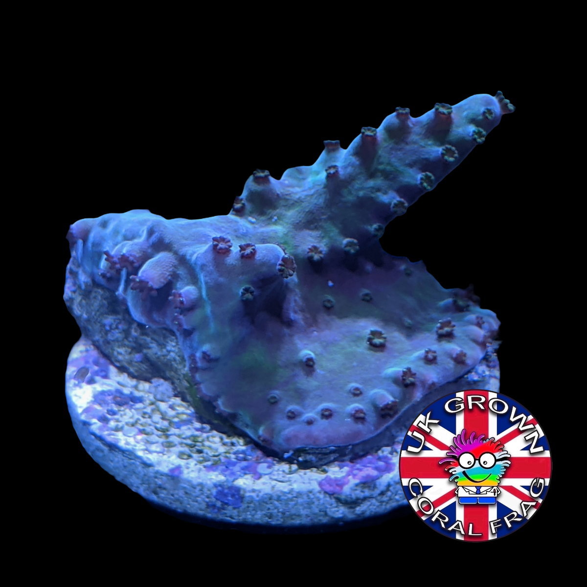 Acropora Frag (UK Grown)