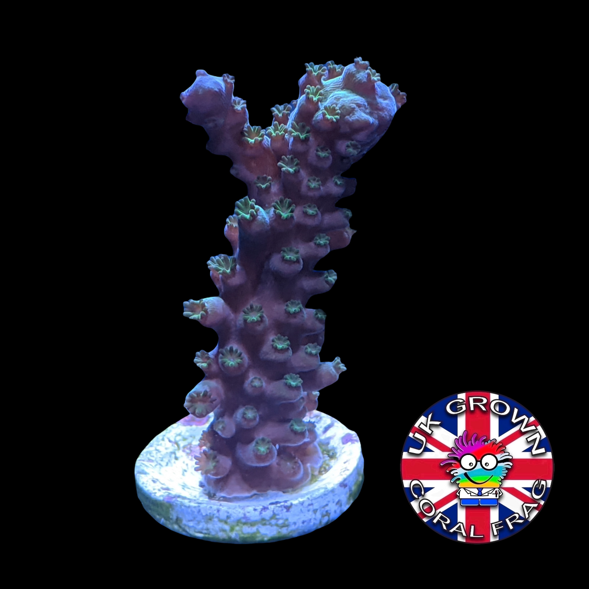 Acropora Frag (UK Grown)