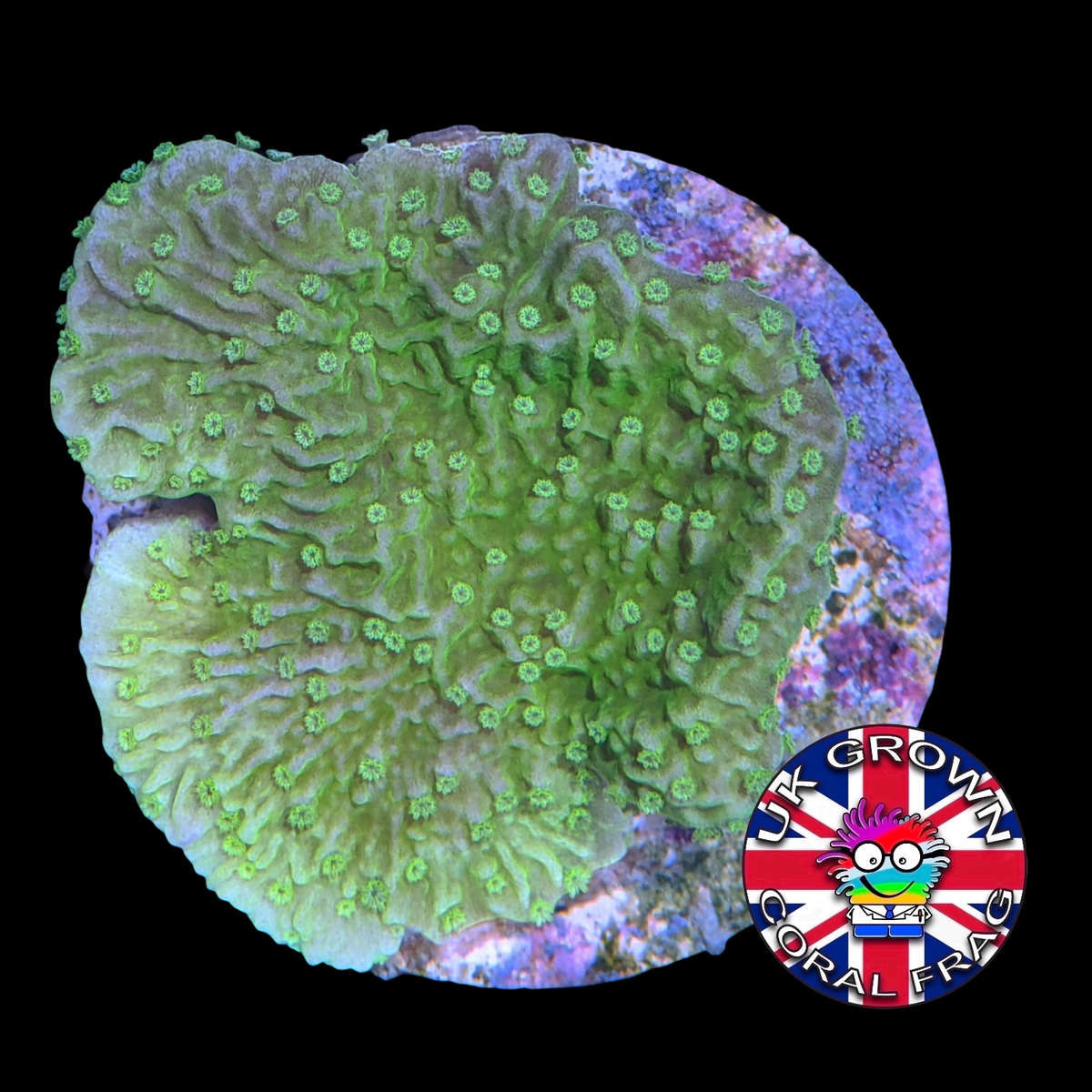 Green plating Montipora (UK Grown)