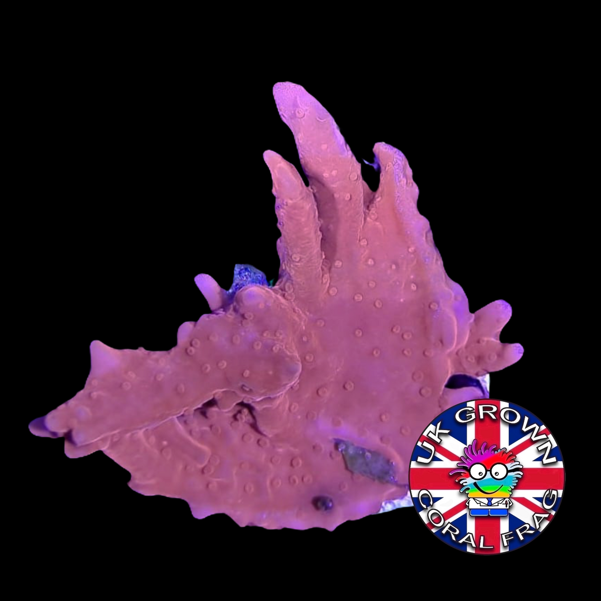 Setosa Montipora (UK Grown)