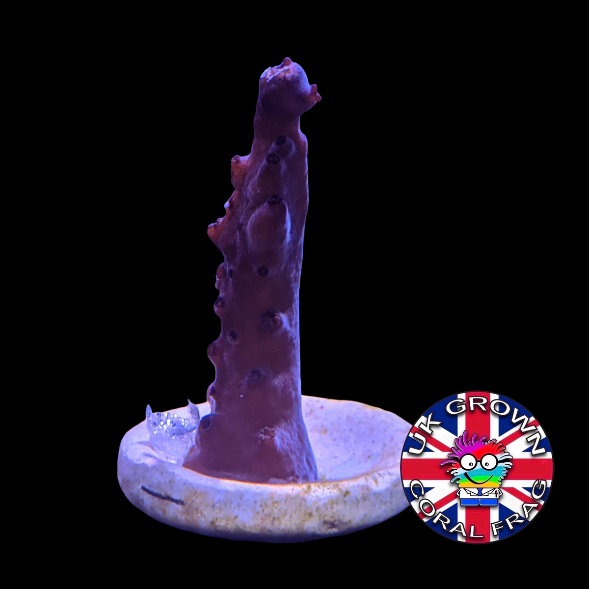 Acropora Frag (UK Grown)