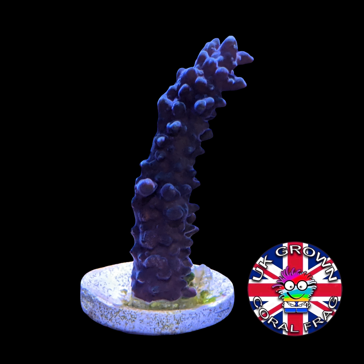 Acropora Frag (UK Grown)