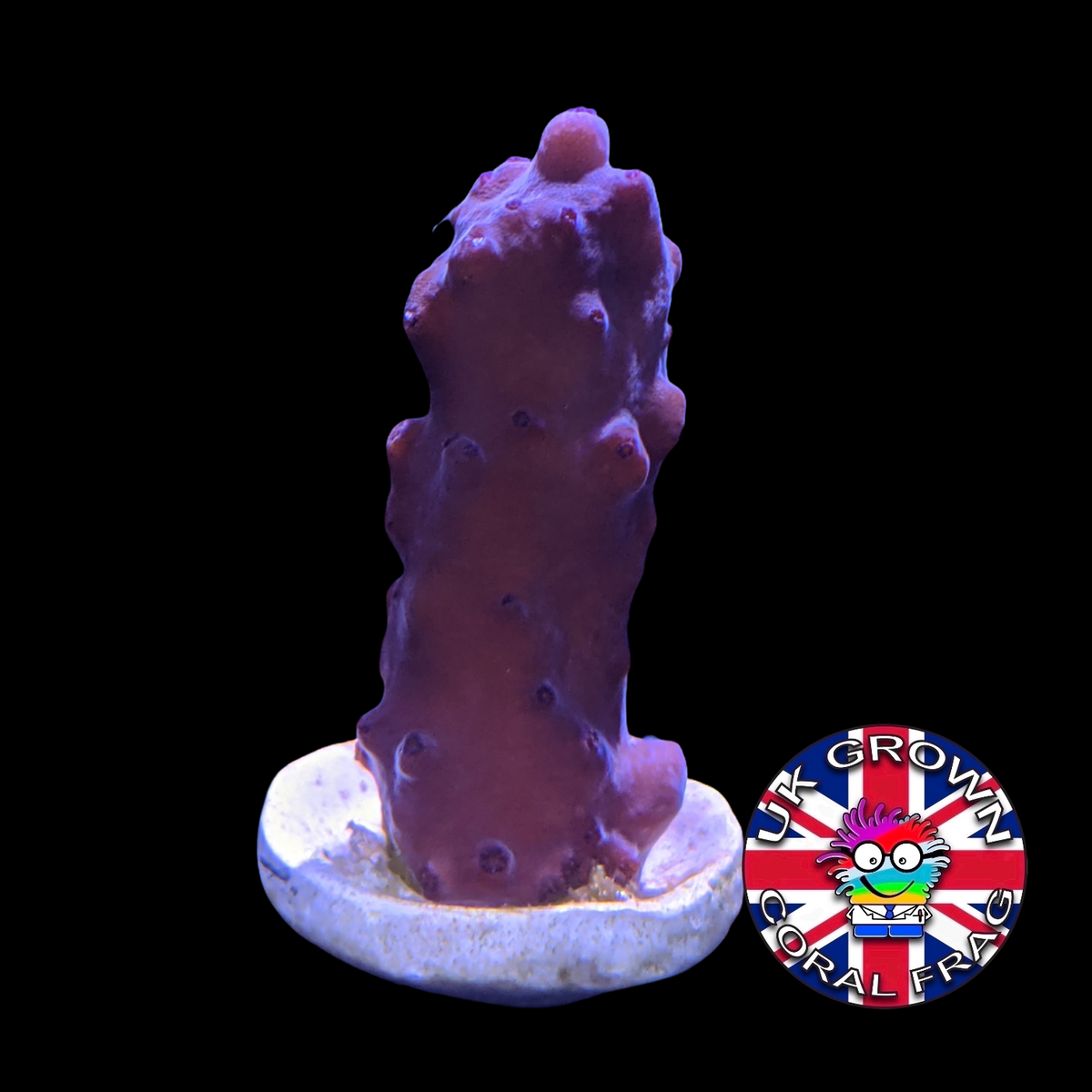Acropora Frag (UK Grown)