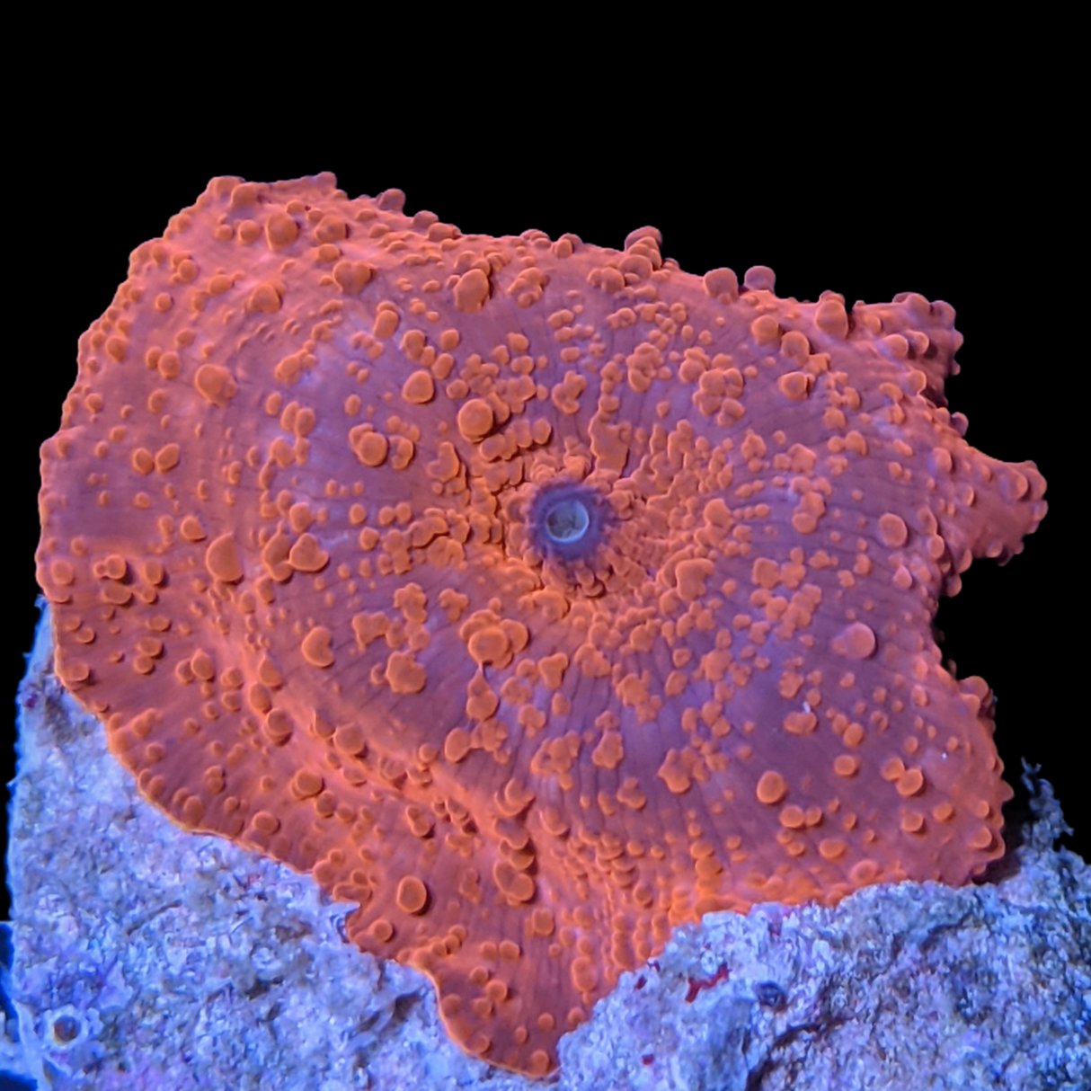 Australian Discosoma Mushroom