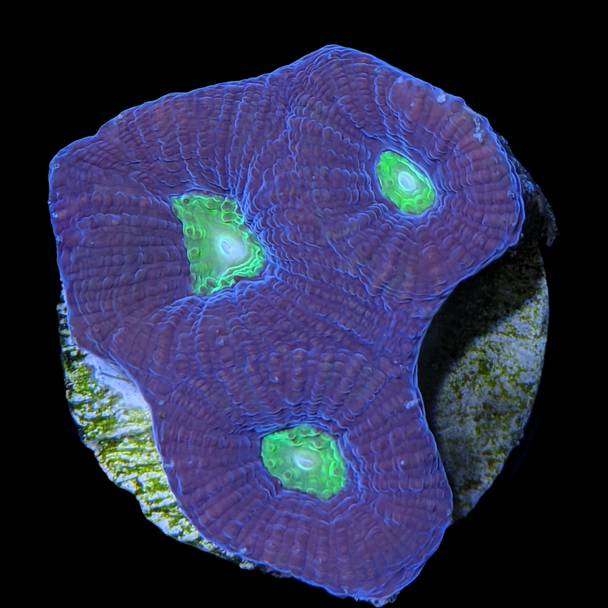 Dragon Soul Goniastrea