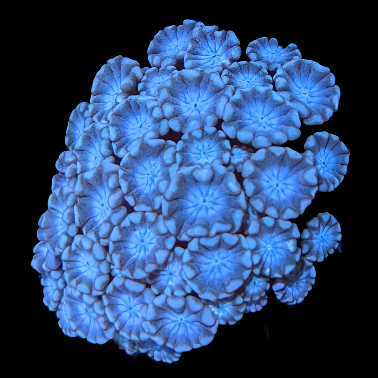 Blue Centre Pinky Green Alveopora