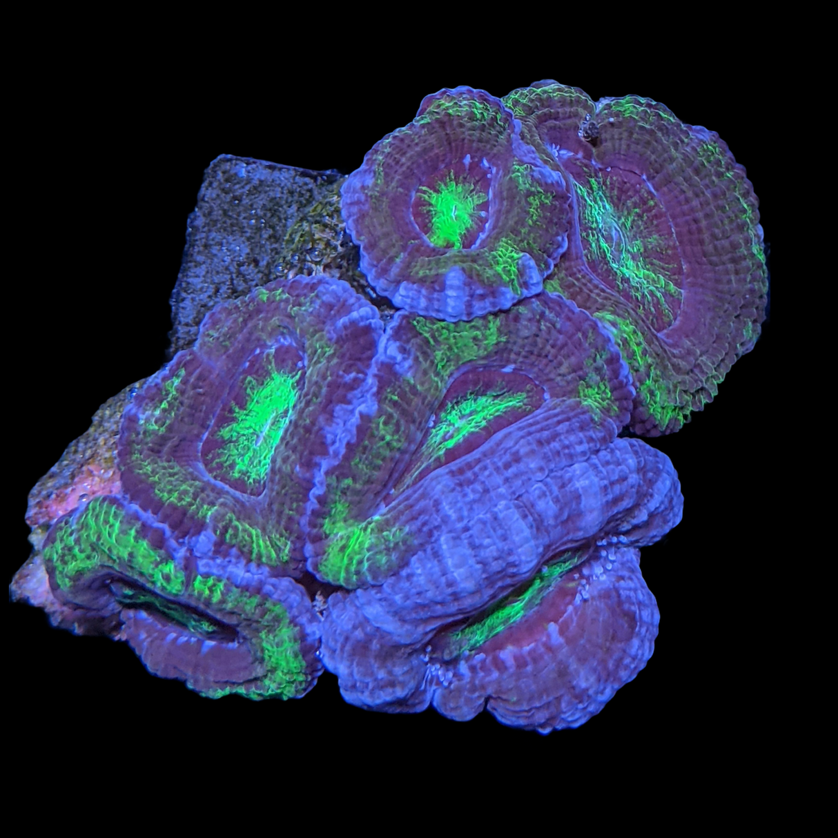 Acanthastrea Lordhowensi