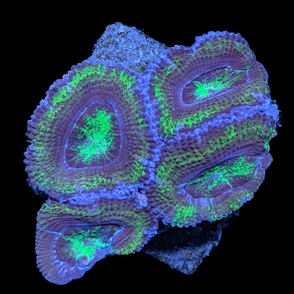 Acanthastrea Lordhowensi