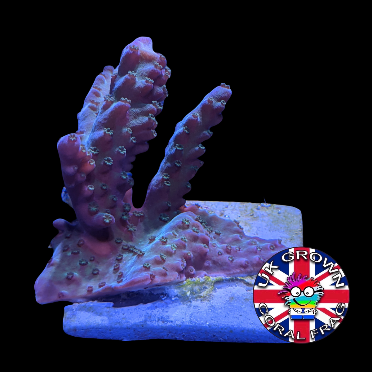 Acropora Frag (UK Grown)