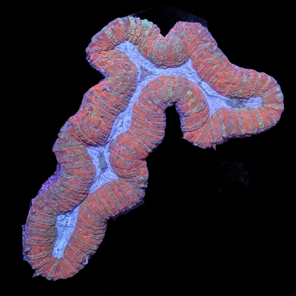 Blue / Red Lobophyllia (collection Only)