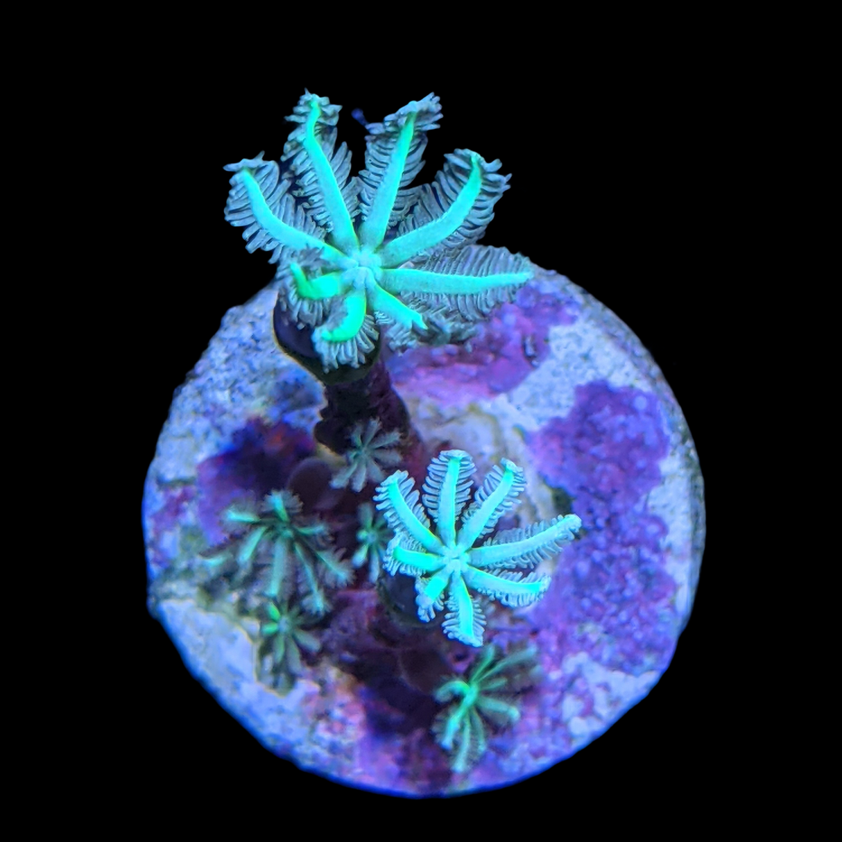 Clove polyps