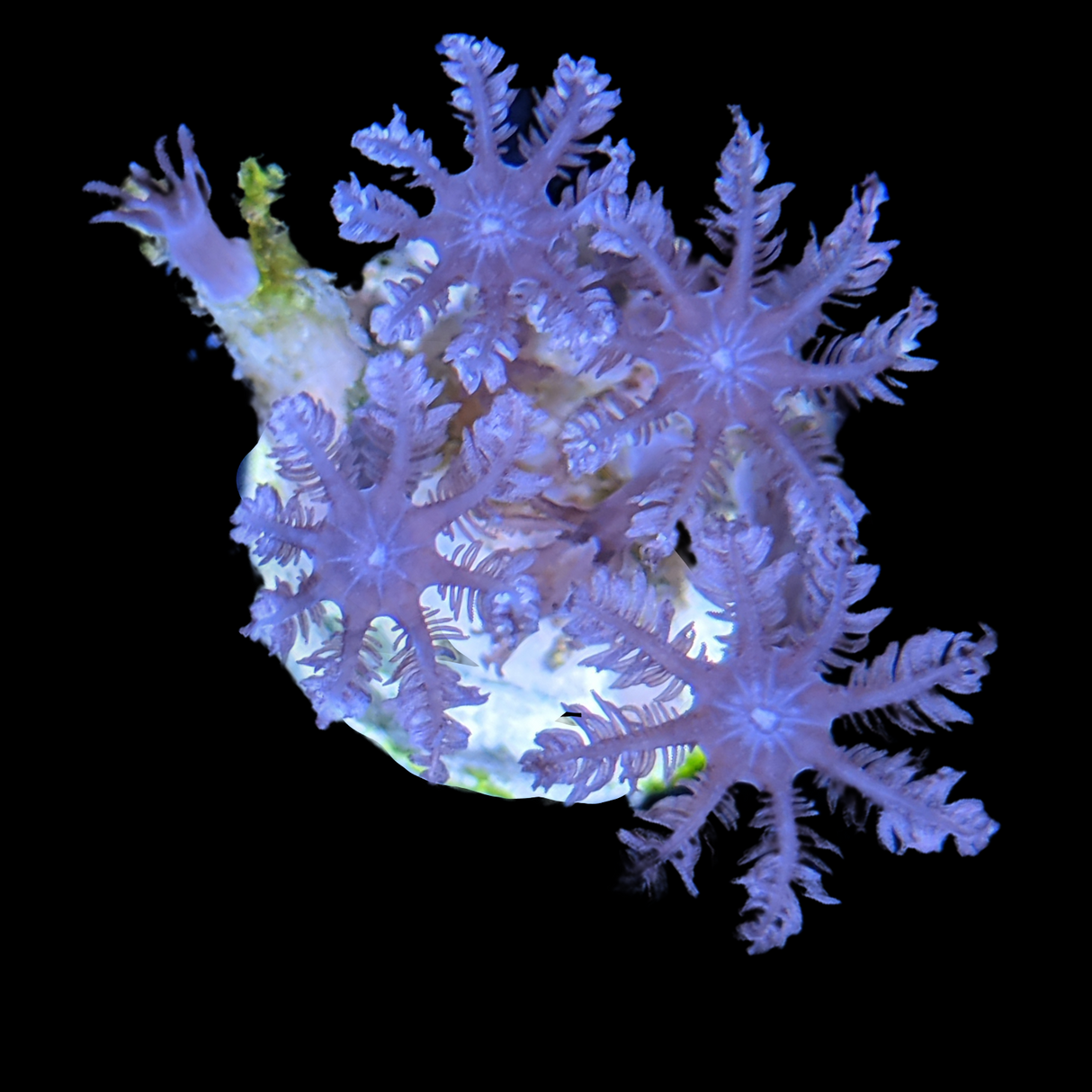 Clove polyps