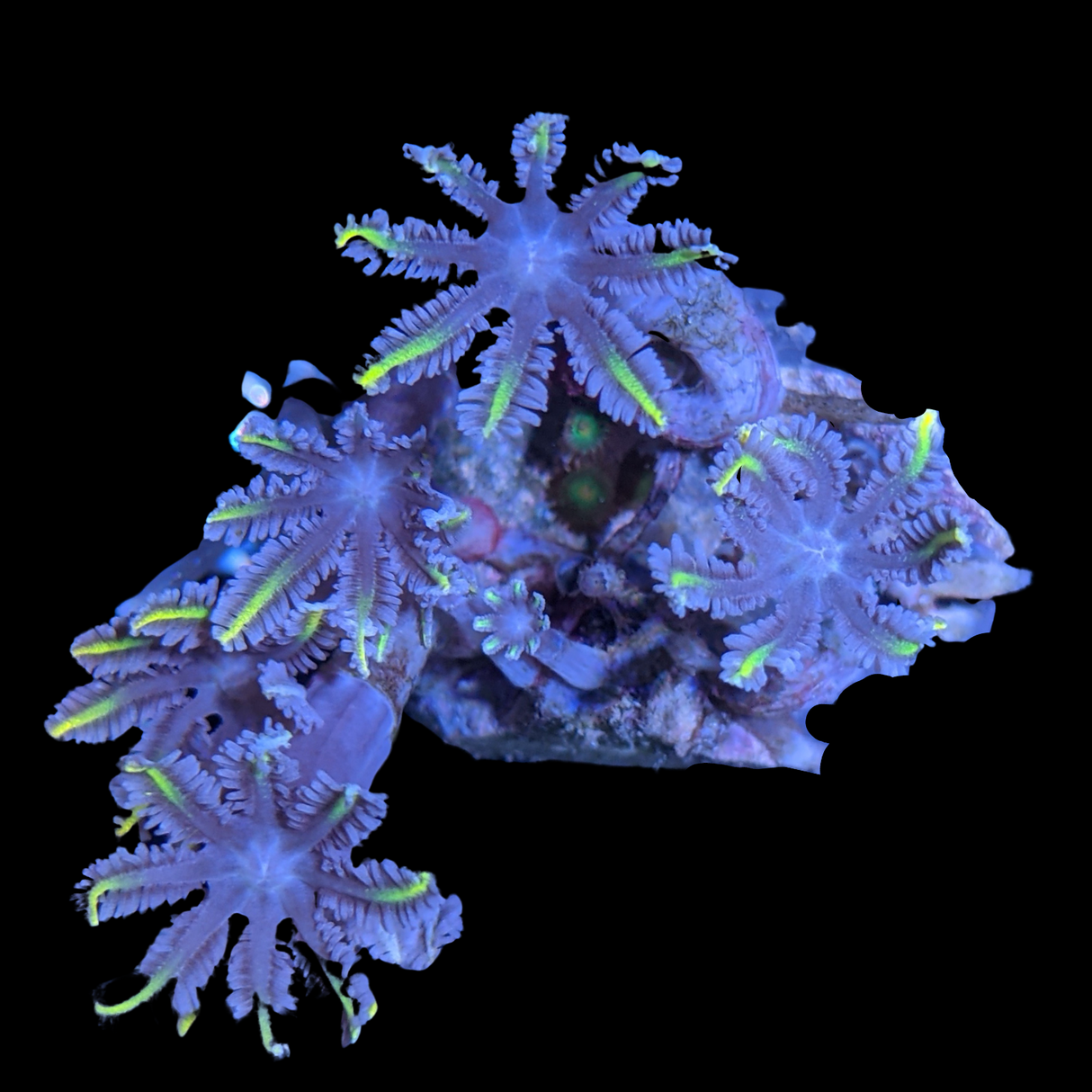 Clove polyps