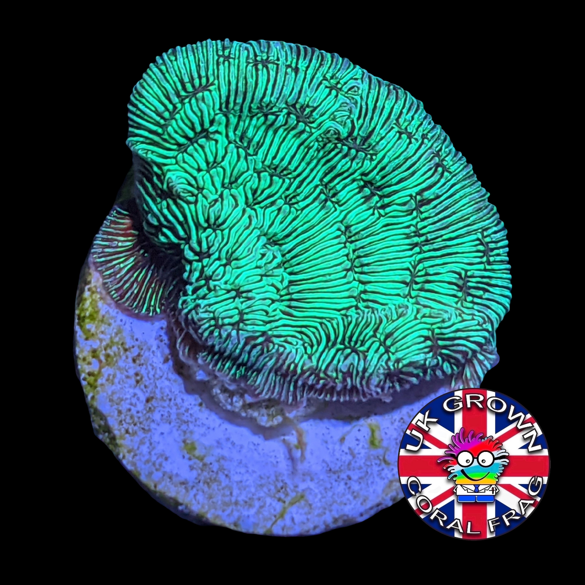 Metallic Green Pavona (UK Grown)