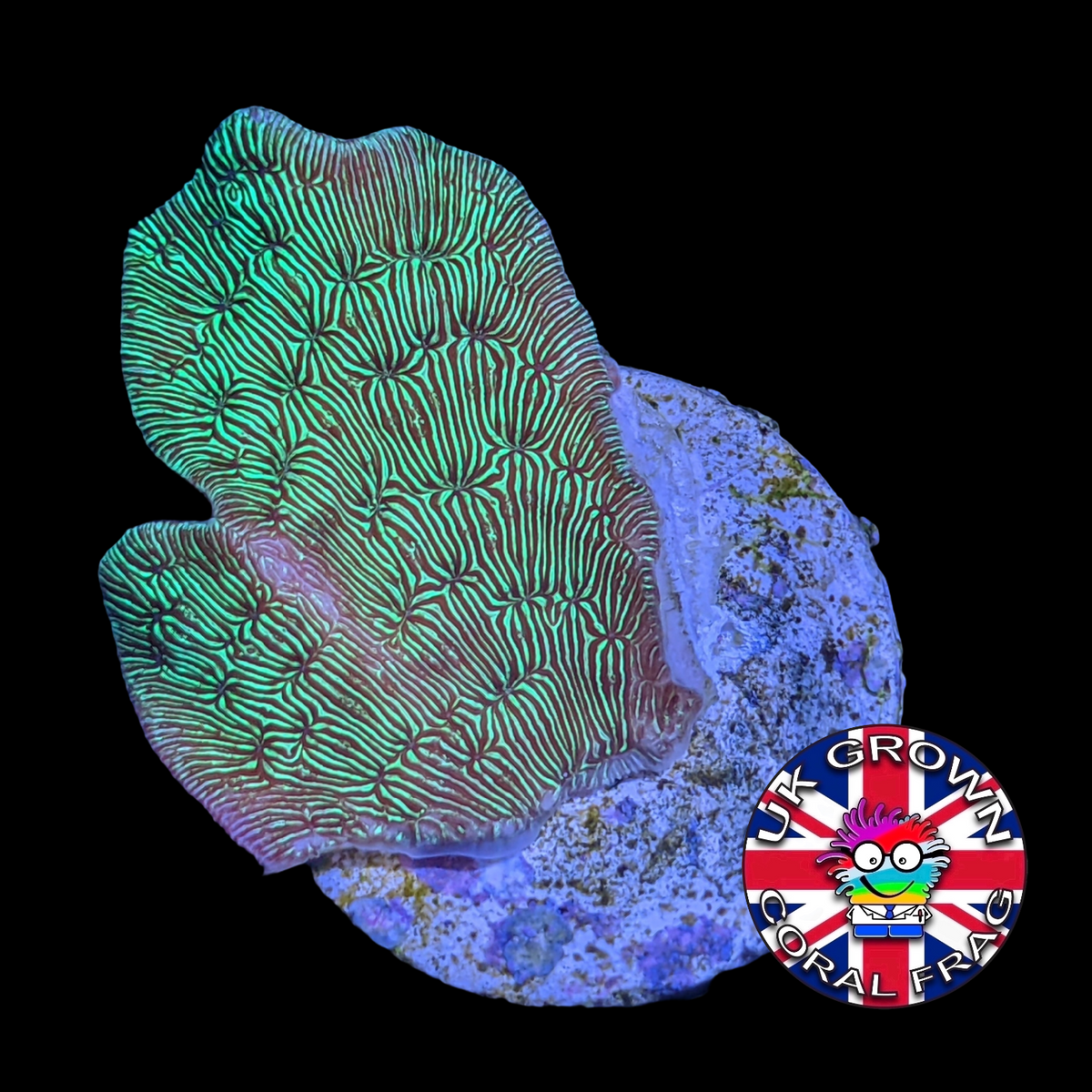 Metallic Green Pavona (UK Grown)
