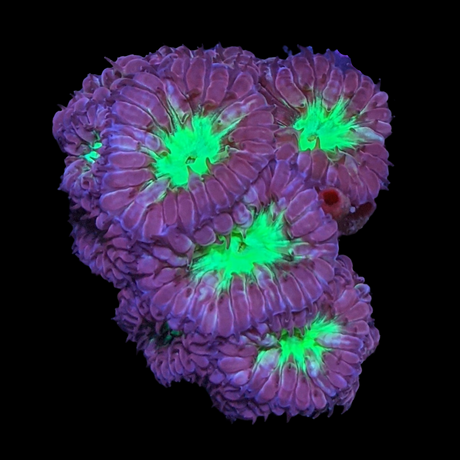 Super Saturday 16 Head Red & Green Blastomussa