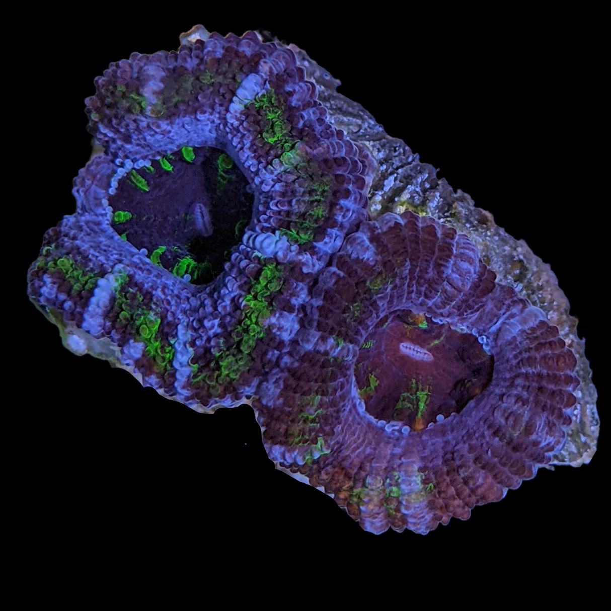 Acanthastrea Lordhowensi