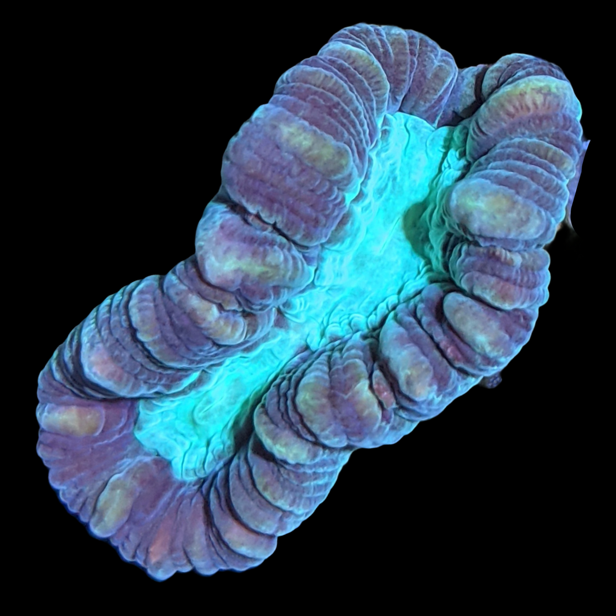 Green Pinwheel Candy Cane