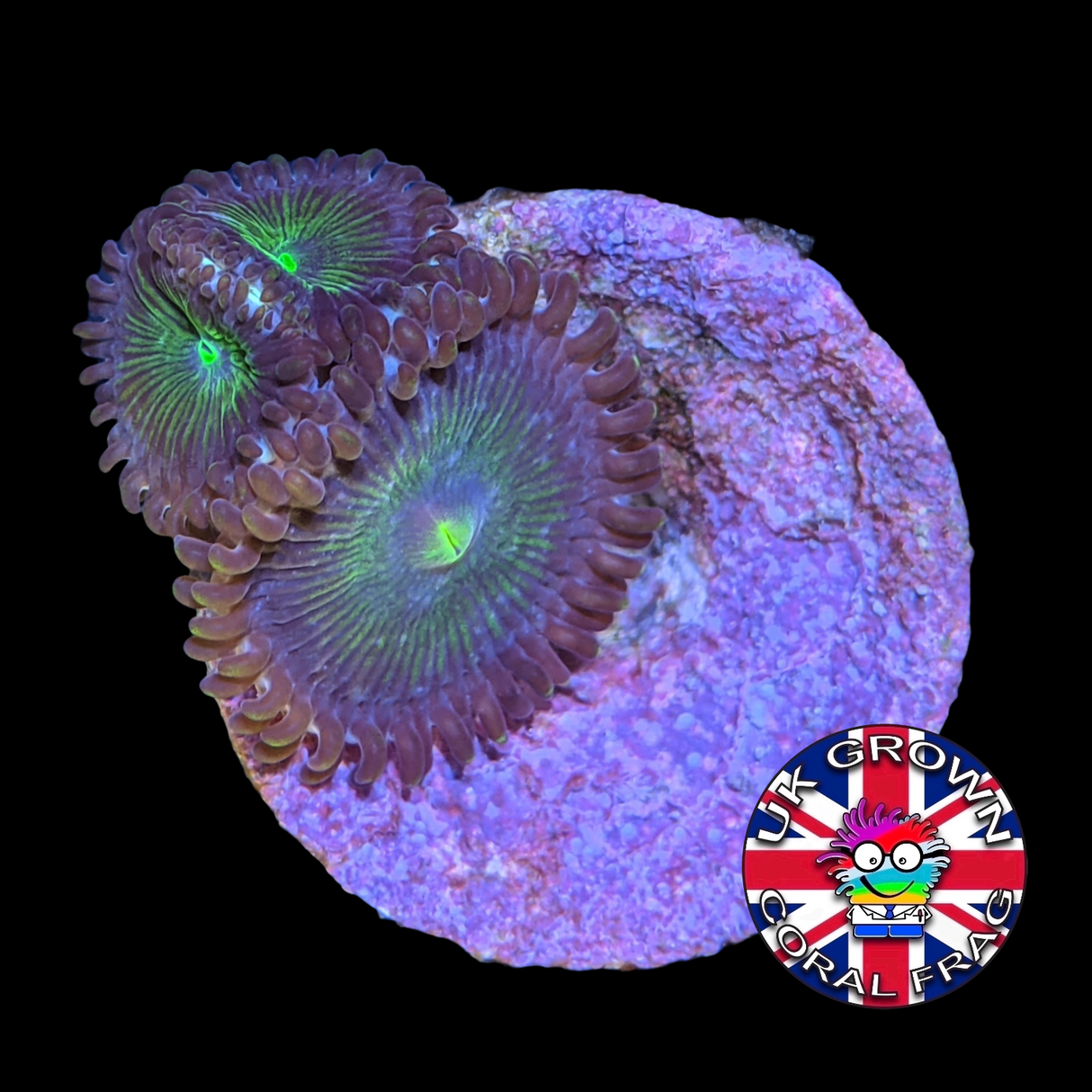 Green People Eater Zoa Frag (UK Grown)