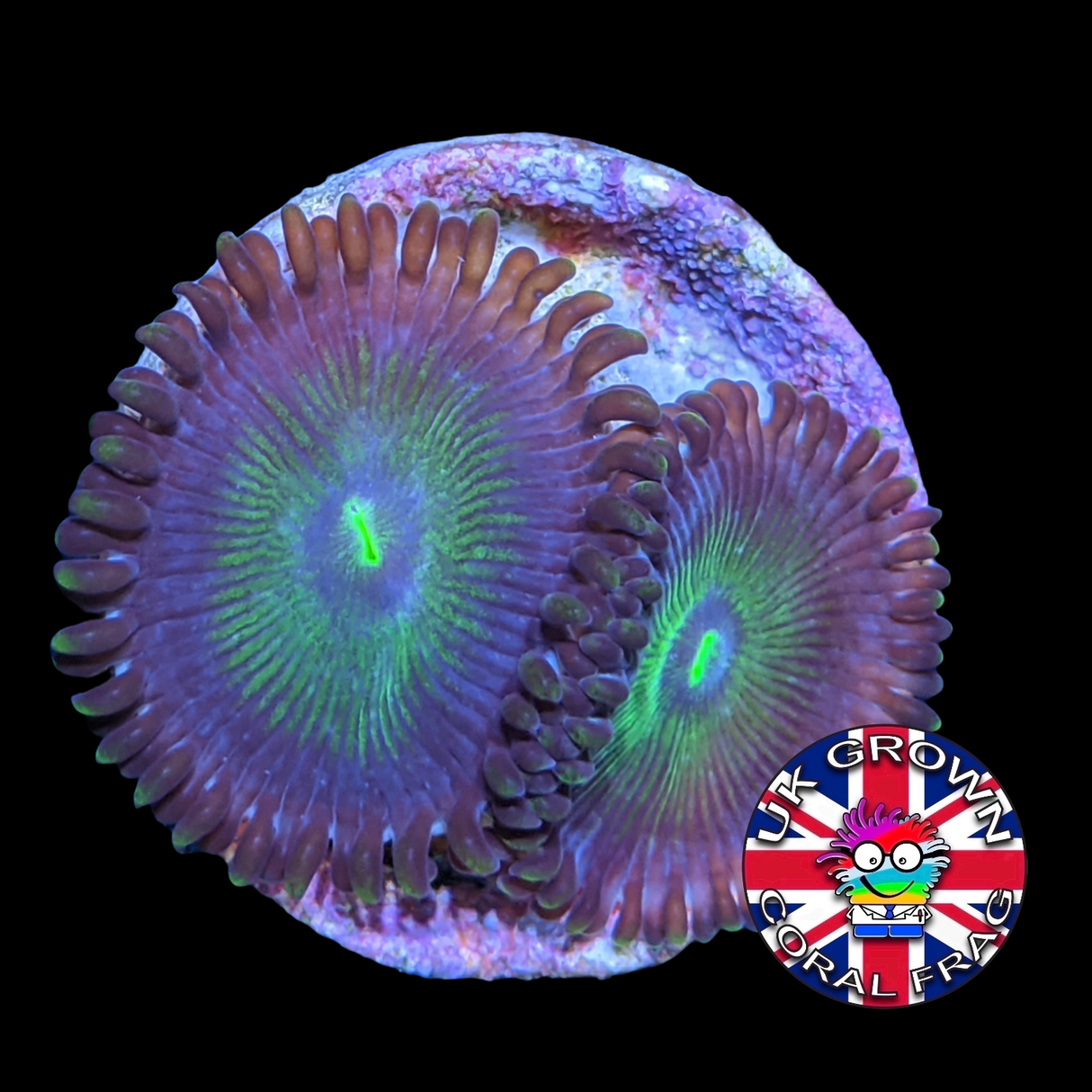 Green People Eater Zoa Frag (UK Grown)