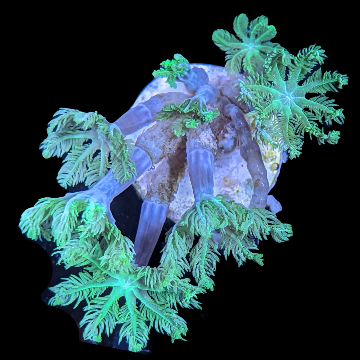 Aquacultured Indonesian Clove polyps
