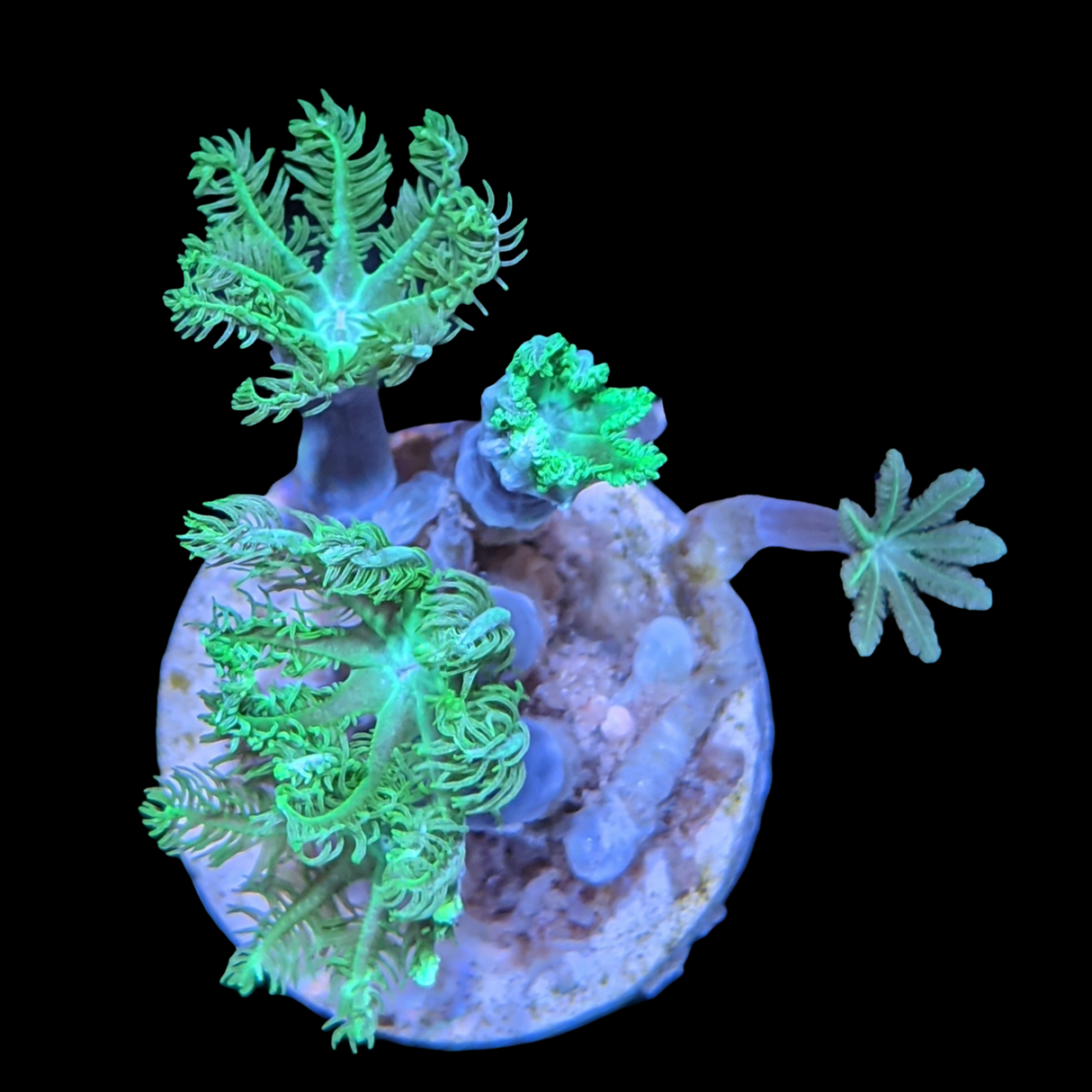 Aquacultured Indonesian Clove polyps