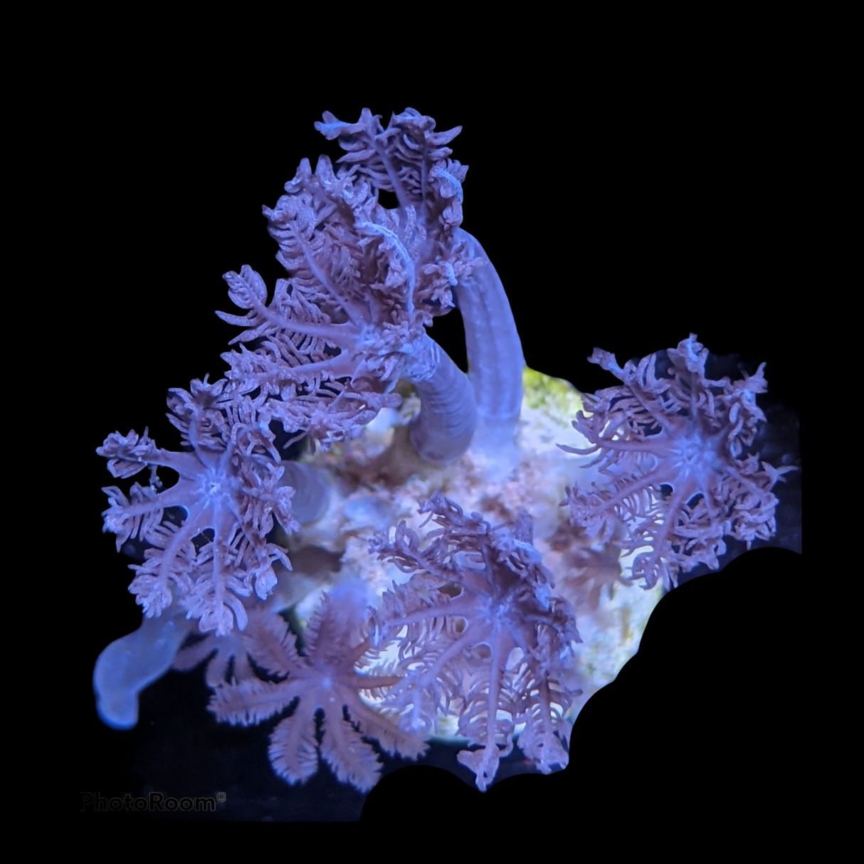 Clove polyps