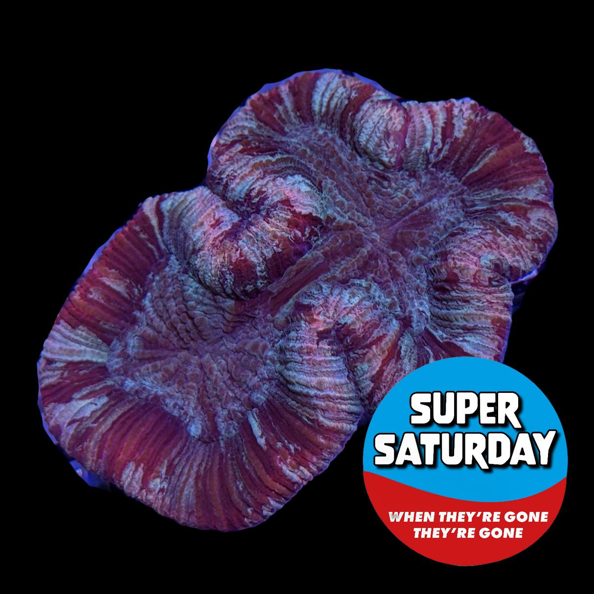 Super Saturday Trachyphyllia (Collection Only)