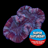 Super Saturday Trachyphyllia (Collection Only)