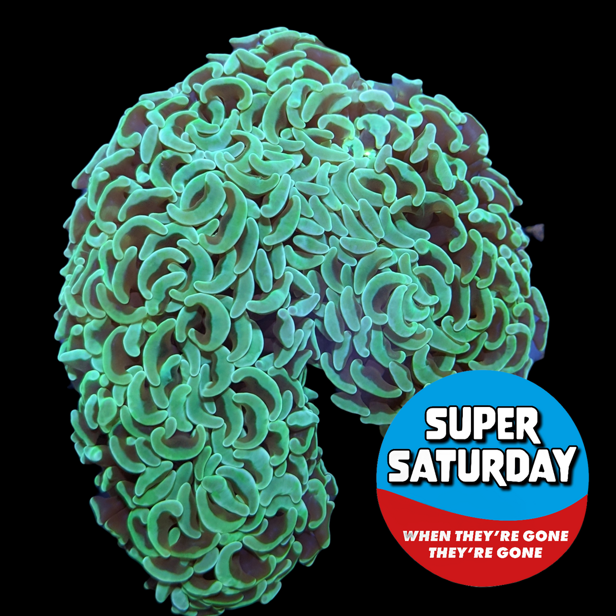 Super Saturday Wall Hammer Euphyllia Ancora Large (Collection Only)