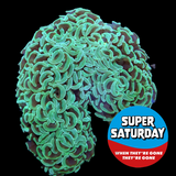 Super Saturday Wall Hammer Euphyllia Ancora Large (Collection Only)