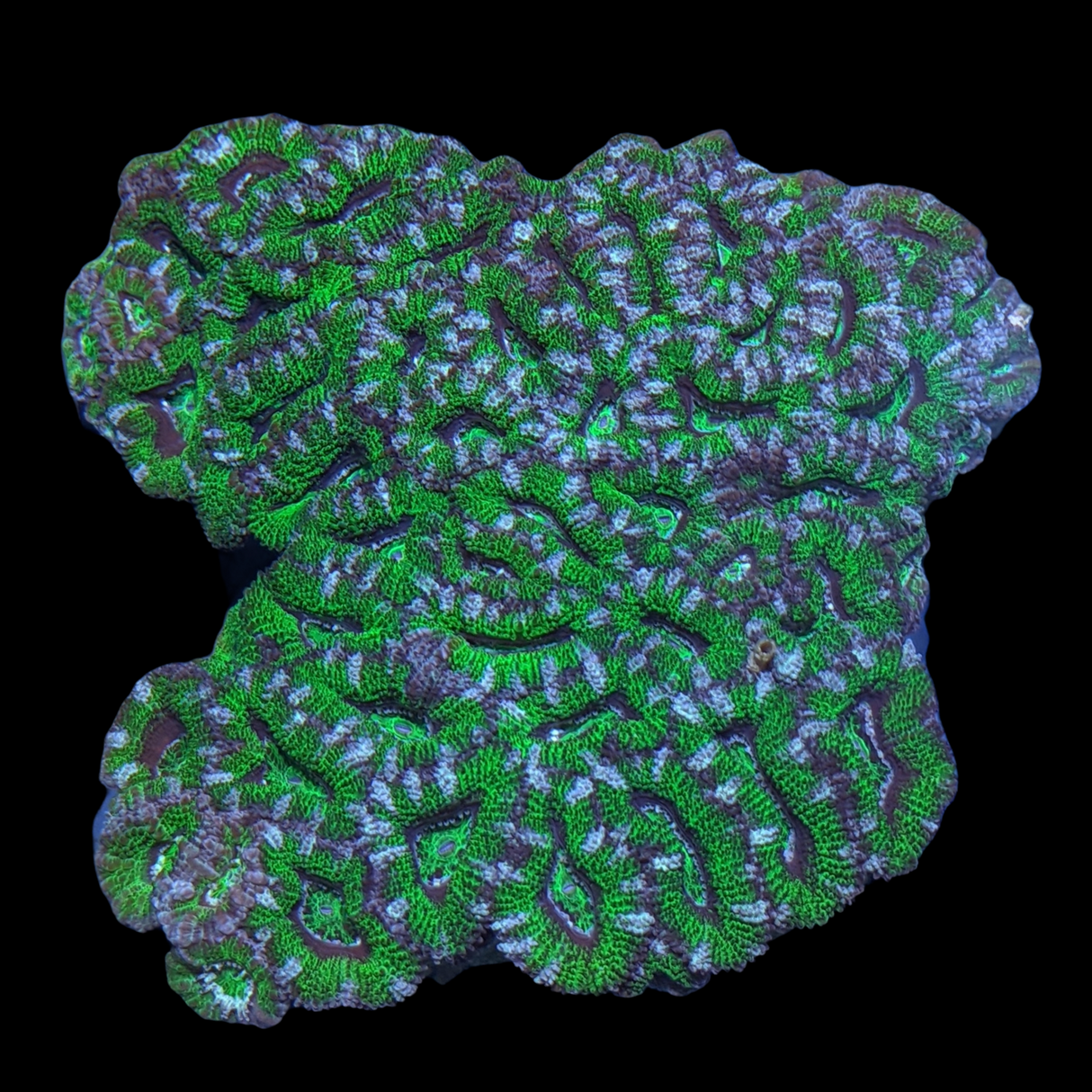 Acanthastrea Lordhowensi Colony