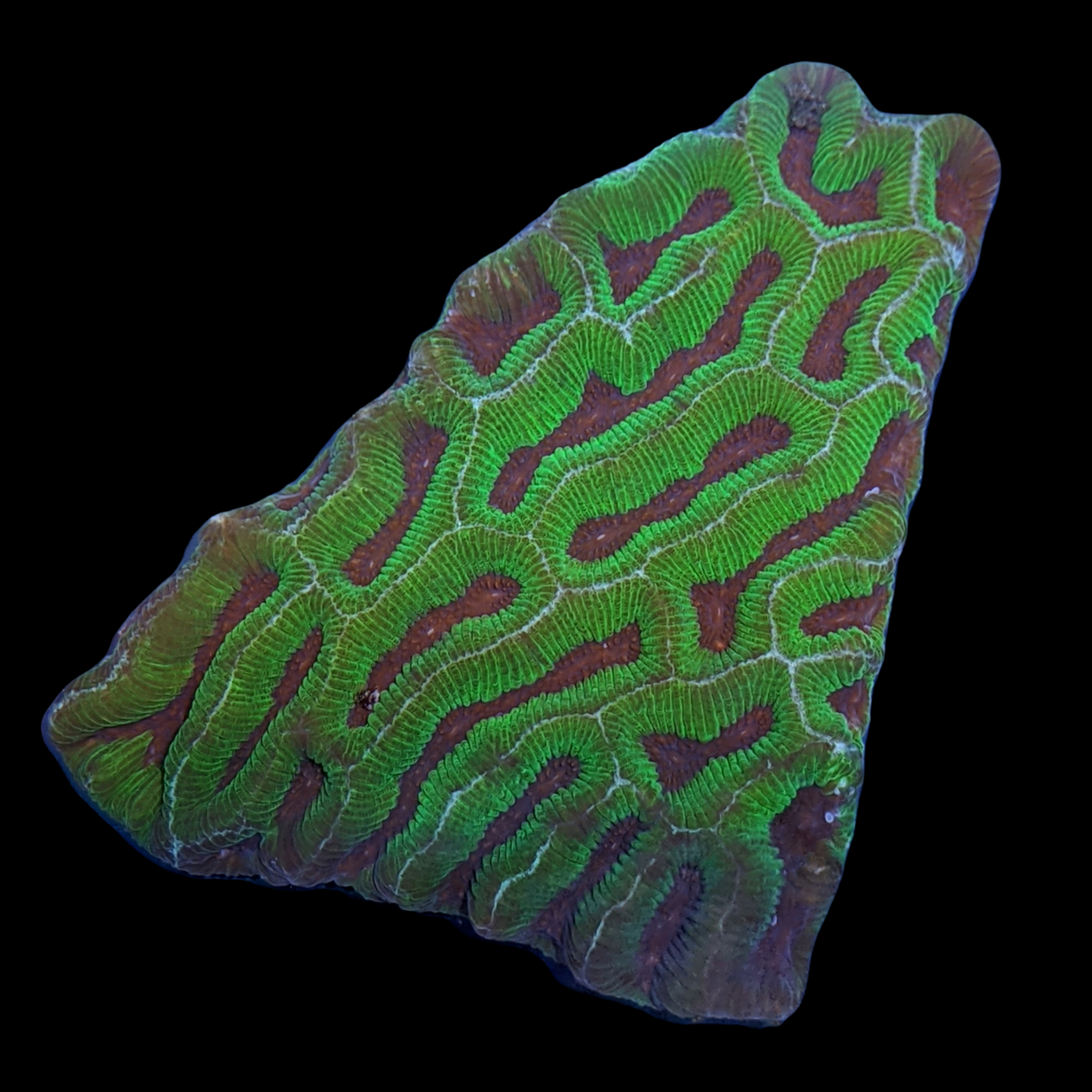 Platygyra Colony (Collection Only)